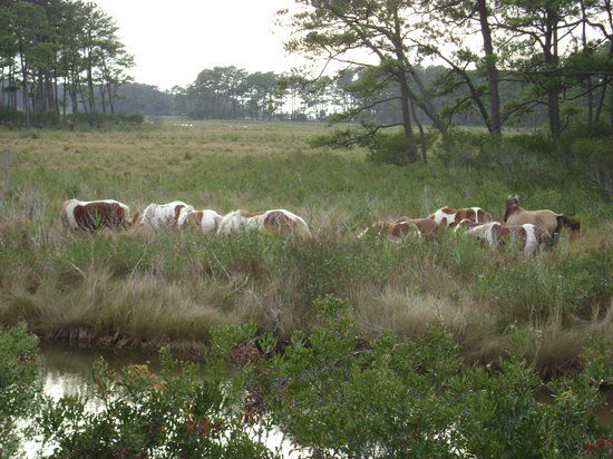 Chincoteague National Wildlife Refuge